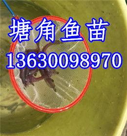 河源鱼价最新爆料,涨跌起伏,市场行情揭秘